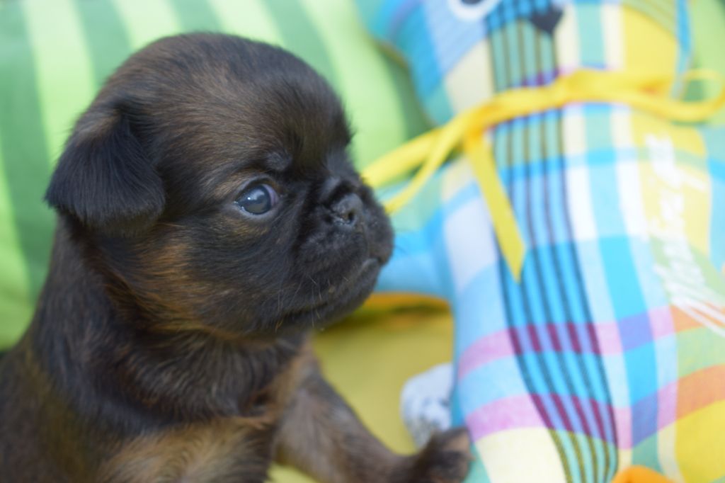 du Clos Napolitain - Petit Brabançon - Portée née le 30/05/2017