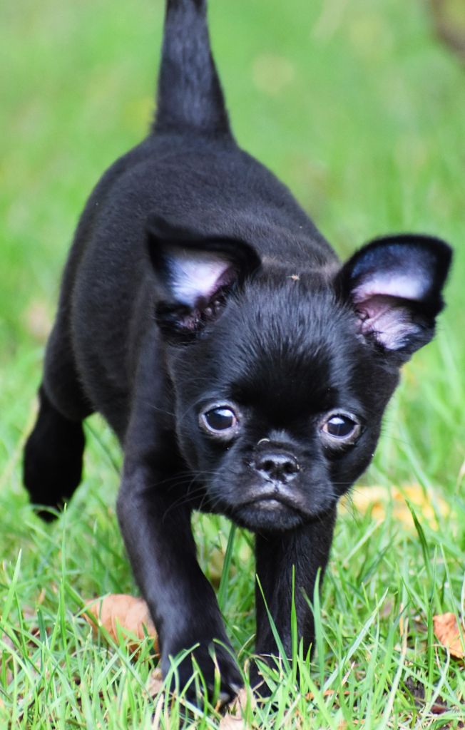 du Clos Napolitain - Petit Brabançon - Portée née le 07/07/2022