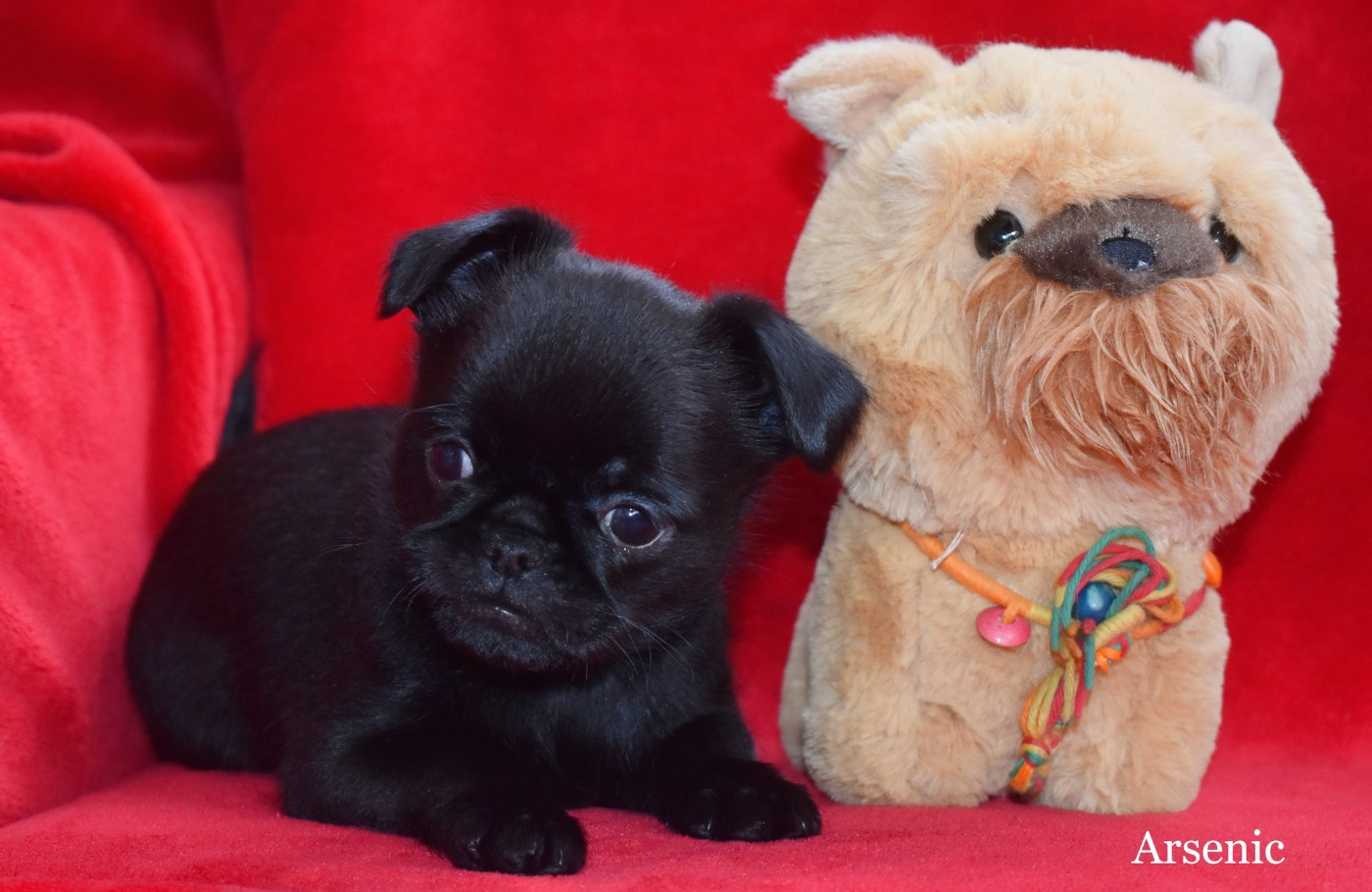 du Clos Napolitain - Petit Brabançon - Portée née le 05/12/2025