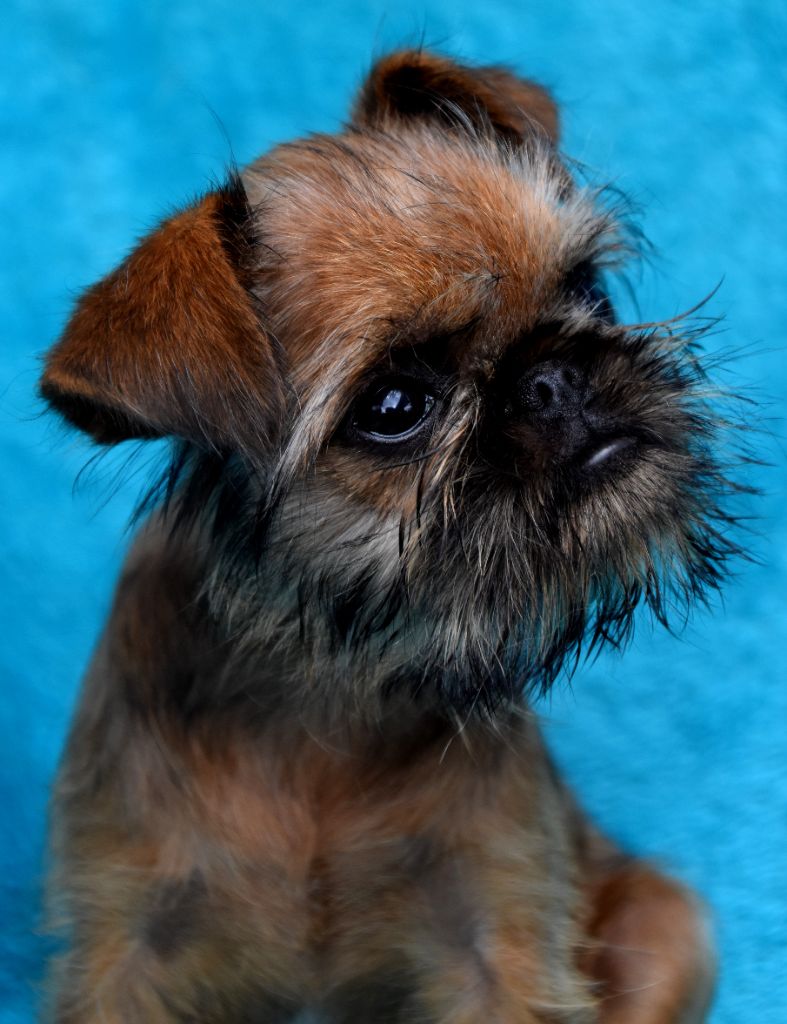 du Clos Napolitain - Chiots disponibles - Petit Brabançon