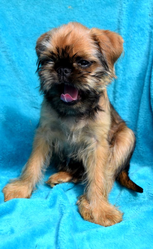du Clos Napolitain - Chiots disponibles - Petit Brabançon