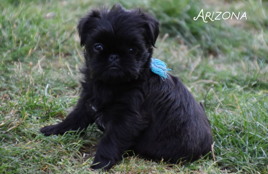 du Clos Napolitain - Chiots disponibles - Griffon belge
