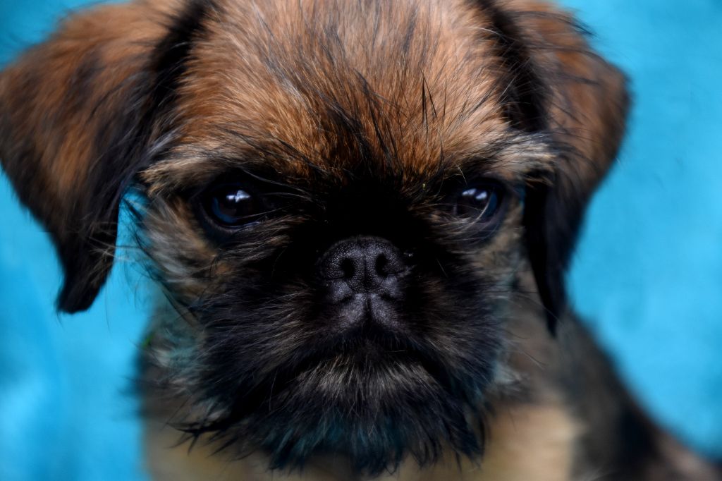 du Clos Napolitain - Chiots disponibles - Petit Brabançon