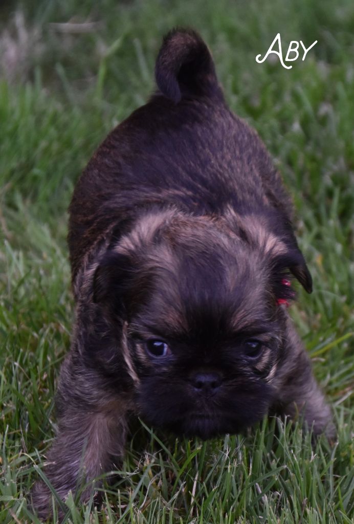 du Clos Napolitain - Chiots disponibles - Griffon belge