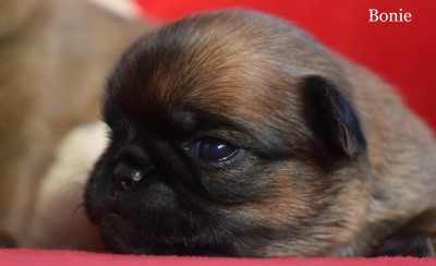 Bonie