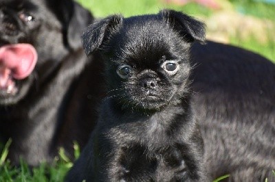 CHIOT
