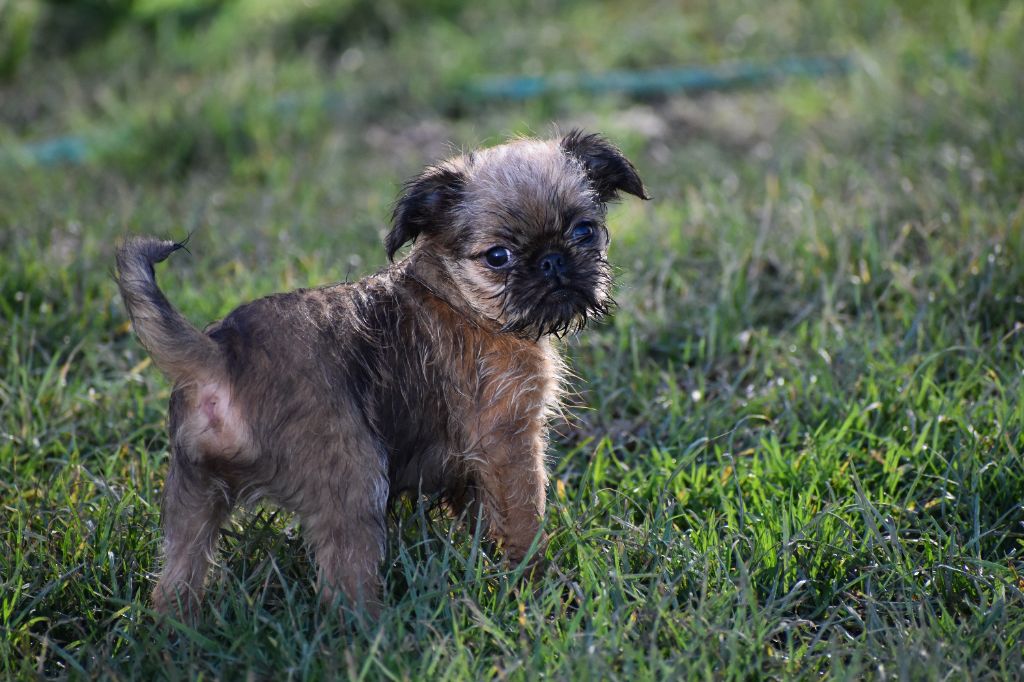 du Clos Napolitain - Petit Brabançon - Portée née le 22/10/2021