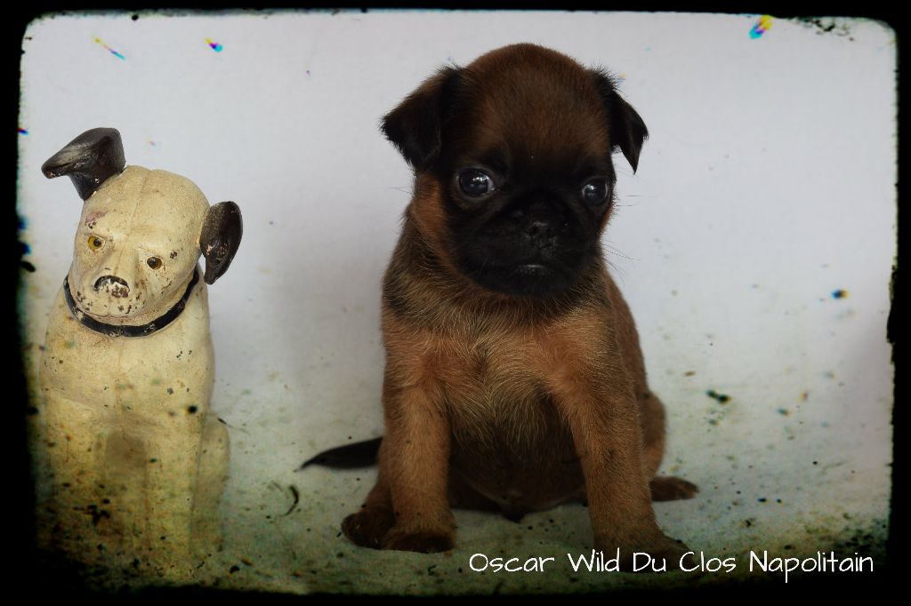 du Clos Napolitain - Griffon belge - Portée née le 12/02/2018